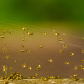 For those who like spiders