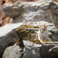 Curious Chipmunk