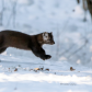 Why Did the Fisher Cross the Road?