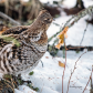 Ruffed Grouse in the Woods