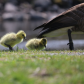 Ducks in a Row