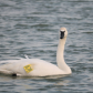 Swan on the Water