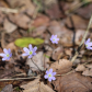 Hepatica
