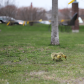 Spring Day