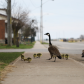 Out for a Walk