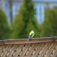 Backyard Visitor