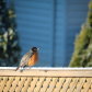 Little Robin