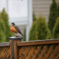 Robin in the Rain