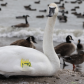 Swan