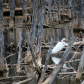 Visitor at the Swamp