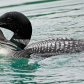 Common Loon and chick