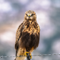 Rough-legged Hawk