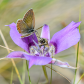 Butterfly and Bee on Mariposa Lily