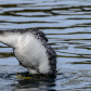 Western Grebe Water Dance