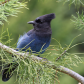 Steller's Jay