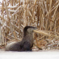 River Otter