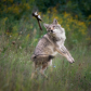Flying Squirrel