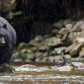 Rainey day bear