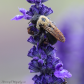 Dew covered bee