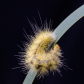 Toothbrush caterpiller