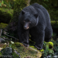 Rain forest black bear