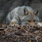 Watchful coyote