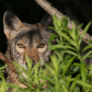 Watchful coyote