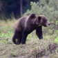 Grizzly With A Smile !