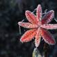 givre