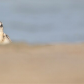 Beachcomber
