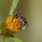 Bee With Pollen