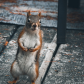 Red squirrel ready to square up