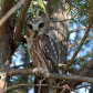 Northern Saw-whet Owl