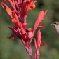 Female Ruby-throated Hummingbird