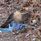 Sharp-shinned Hawk with Meal