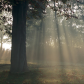 Sunbeams though the Trees