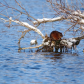 Muskrat