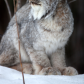 Canada Lynx 2