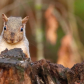Grey Squirrel Staring At Me
