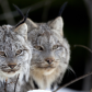 Canada Lynx Kitten and Mother