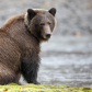 Grizzly In The Rain