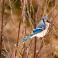 Blue Jay