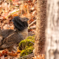 Ruffed Grouse