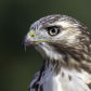 Red Tailed Hawk Close-Up