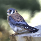 American Kestrel colours