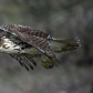 Red Tailed Hawk on the Hunt