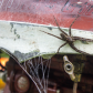 Striped Fishing Spider