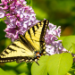 Swallowtail Butterfly