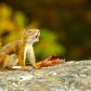 Red Squirrel on High Alert