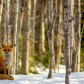 Red Fox in Evening Sun